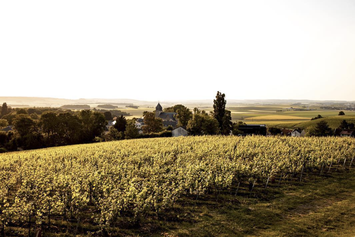 Dispatch from Champagne