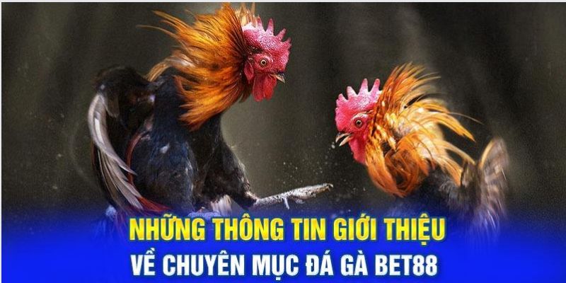 Đôi nét về trang chủ đá gà Bet88