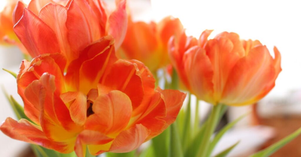 Orange Tulips Meaning flowers