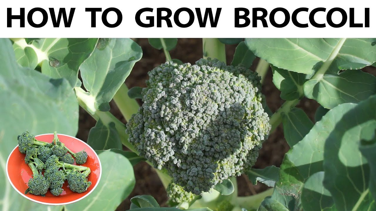 How to Grow Brocolli: A Step-by-Step Guide