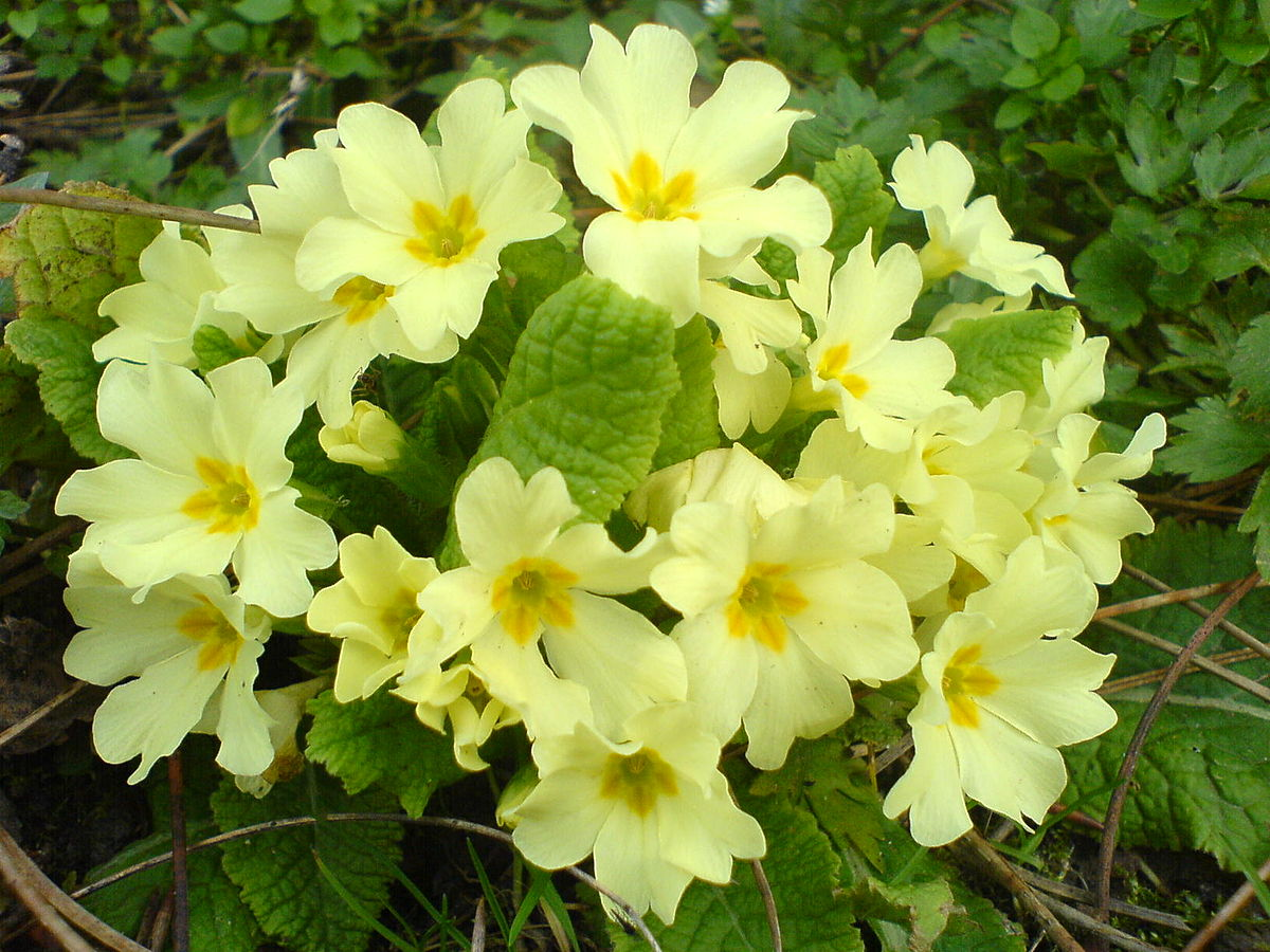 Primroses