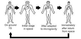 Cosmic Travels Inc.: The effect of zero gravity on the human body |  SciBytes | Learn Science at Scitable