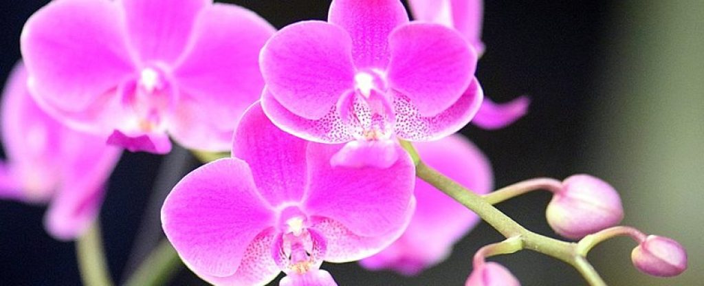 orchid hydroponic