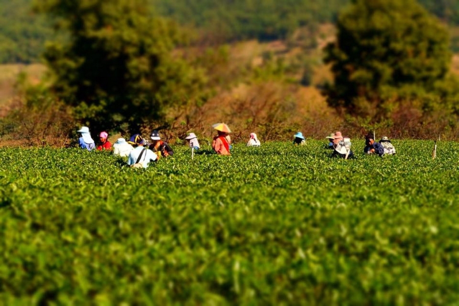 Tea Plantations as the Heart of Doi Mae Salong