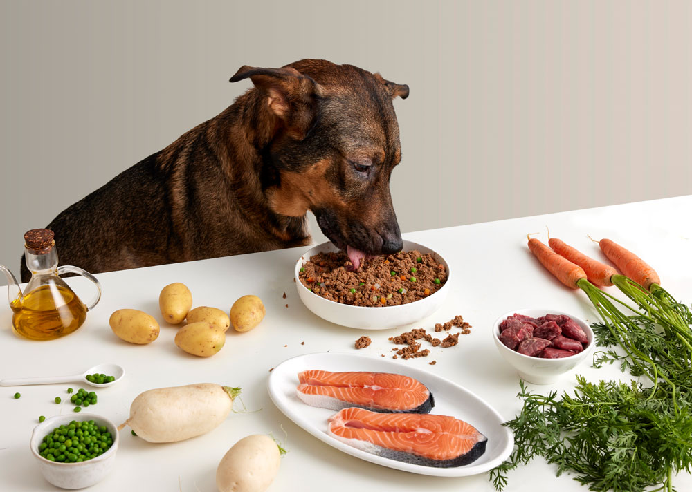 Recetas de salmón para perros | Dogfy Diet