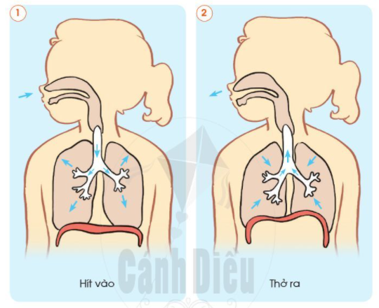 2. Chức năng của cơ quan hô hấp