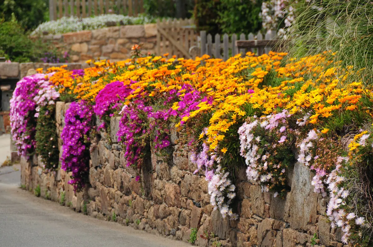 Ice plants Landscaping Ideas