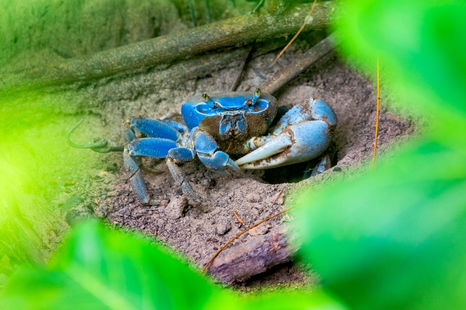  Goiamum, espécie ameaçada de extinção, sendo fotografado no manguezal de Aracruz