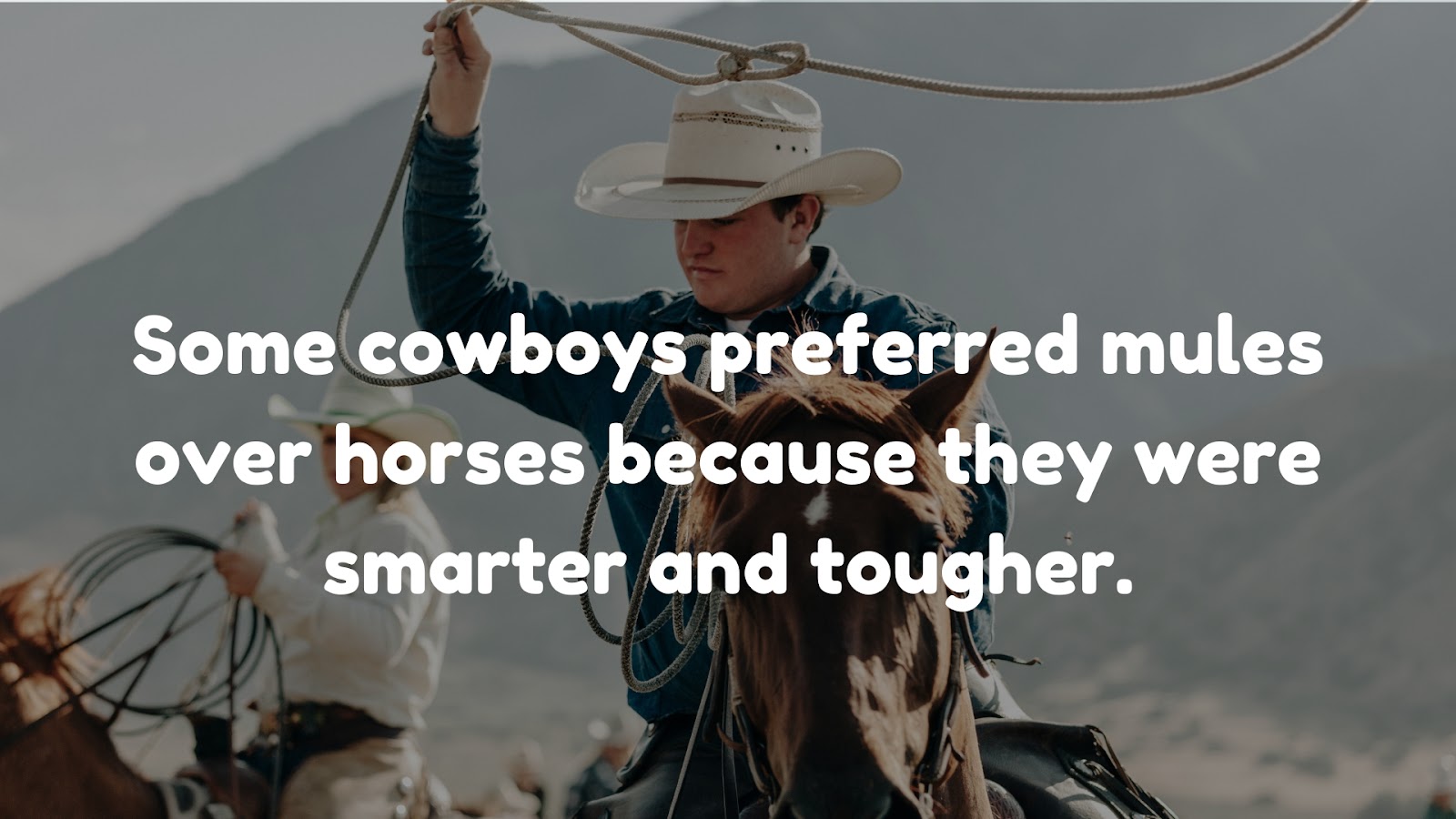 Some cowboys preferred mules over horses because they were smarter and tougher.