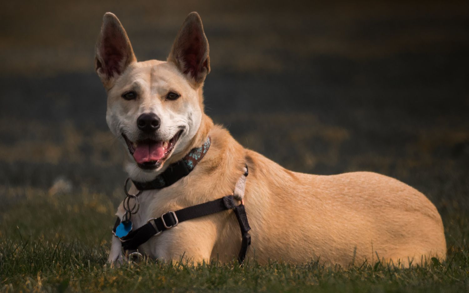 Top Dog Breeds in India That Are Resilient and Loving