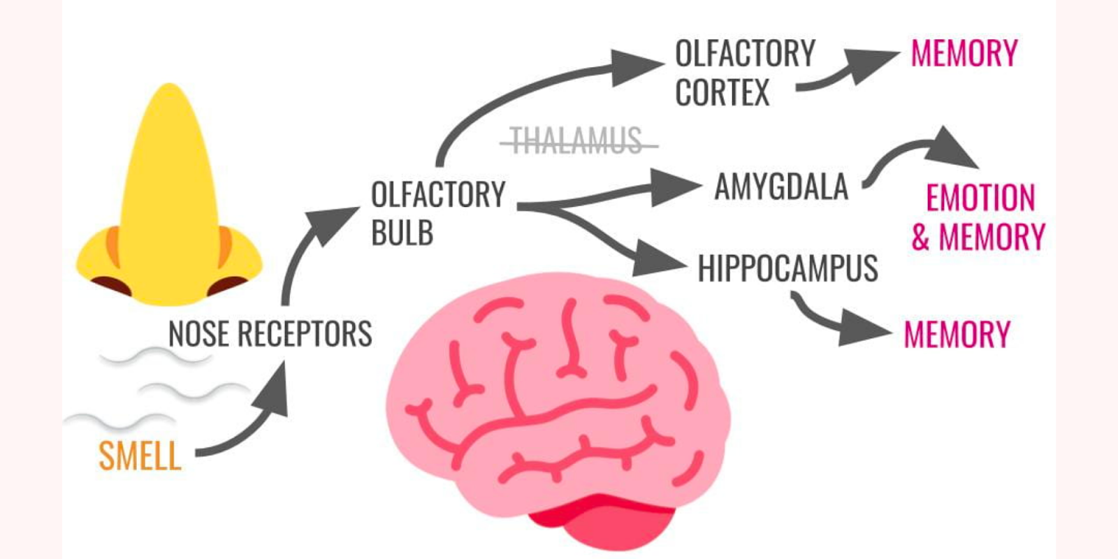 A Flashback Into Time: The Relationship Between Scents and Memories ...