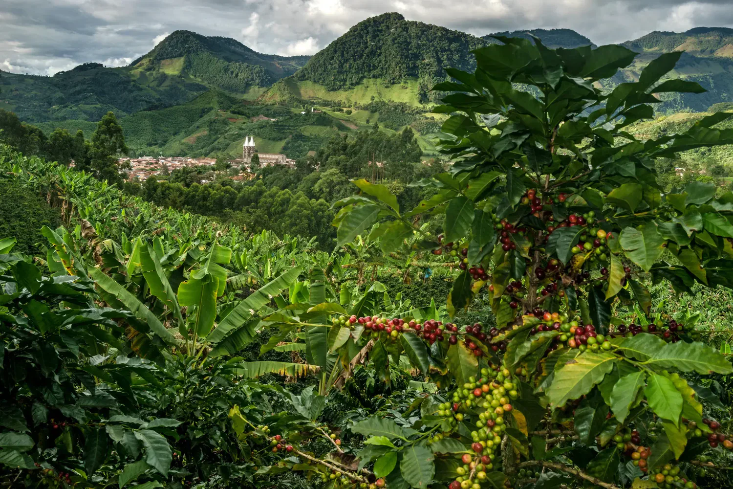 The Origin and History of Arabica Coffee