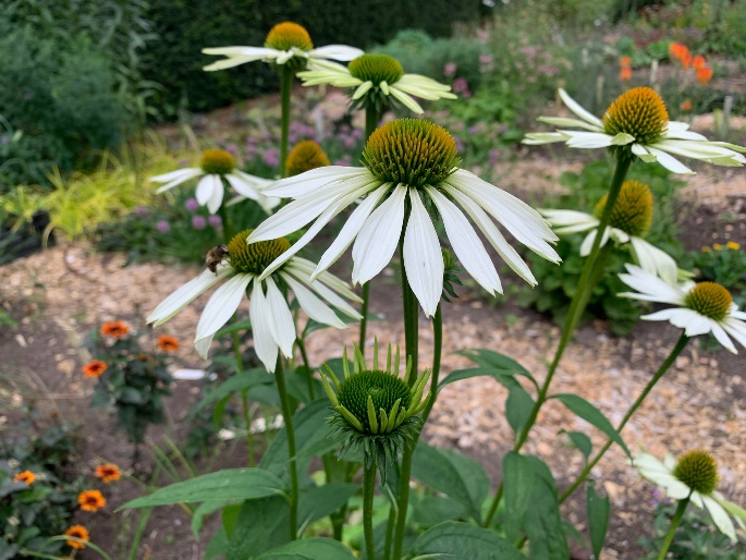 Afbeelding met plant, bloem, echinacea, buitenshuis

Automatisch gegenereerde beschrijving