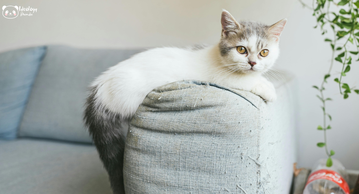 Why Are Cats So Curious-why cats are so curious