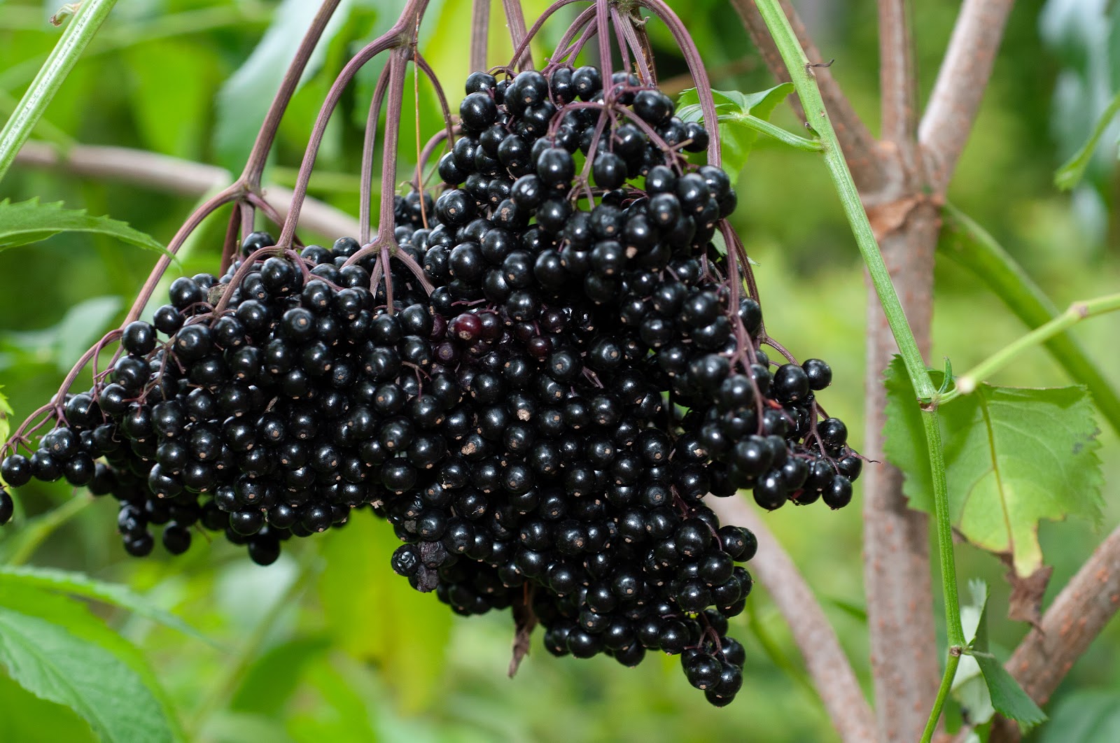 elderberries on a tree