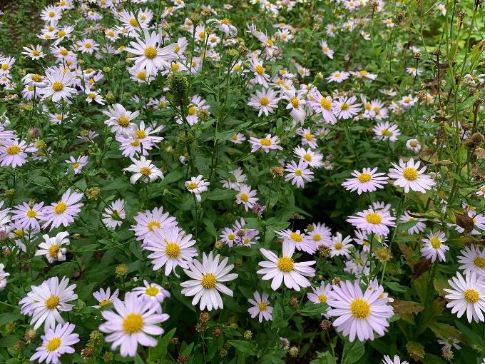 Afbeelding met plant, bloem, buitenshuis, aster

Automatisch gegenereerde beschrijving