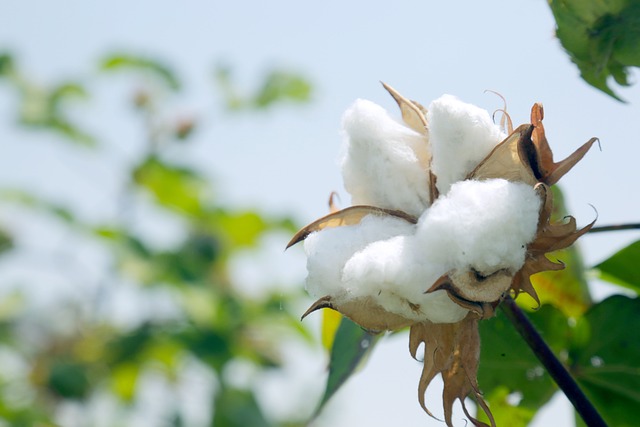 A branch of cotton in the sun