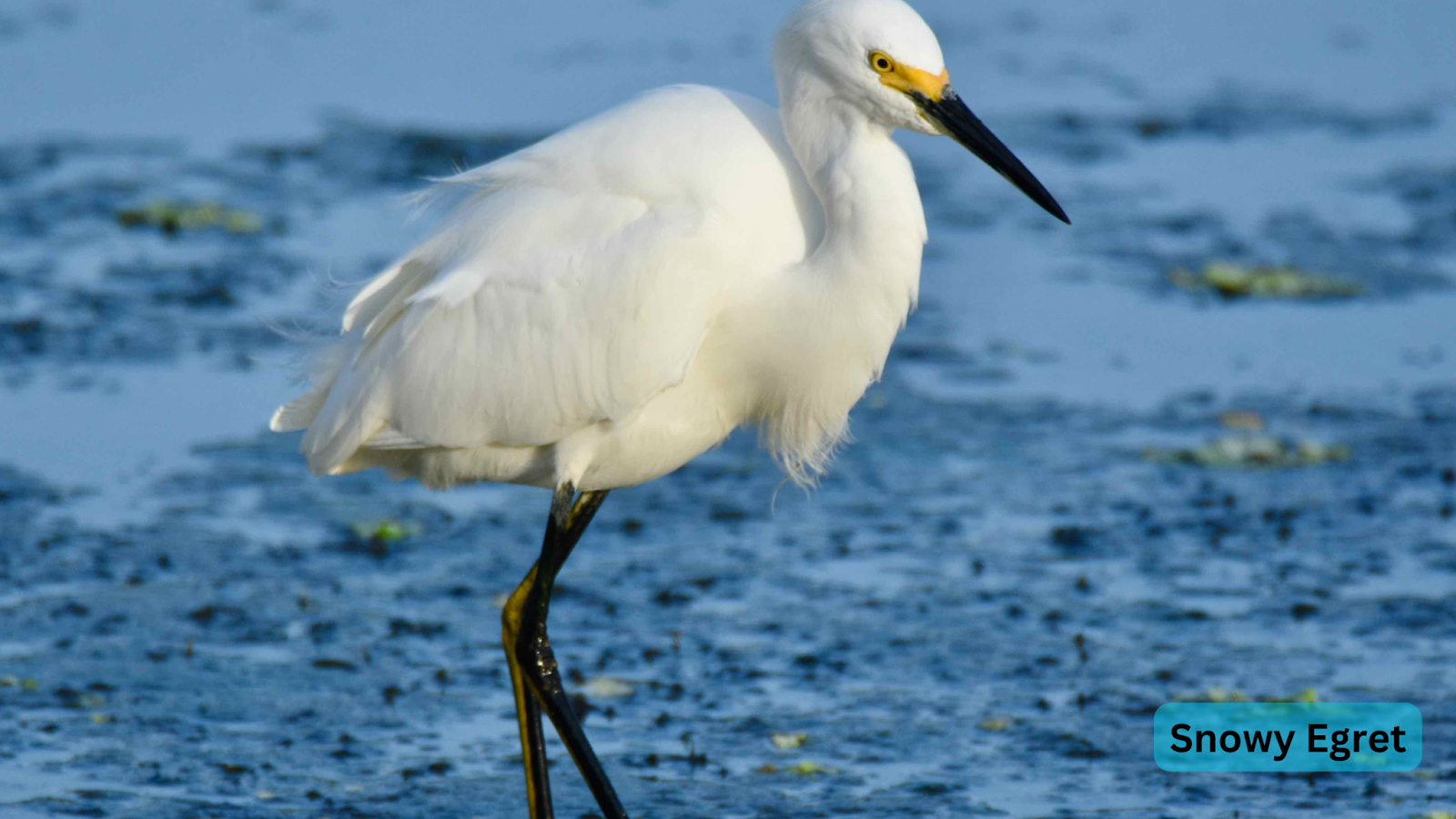 Snowy Egret