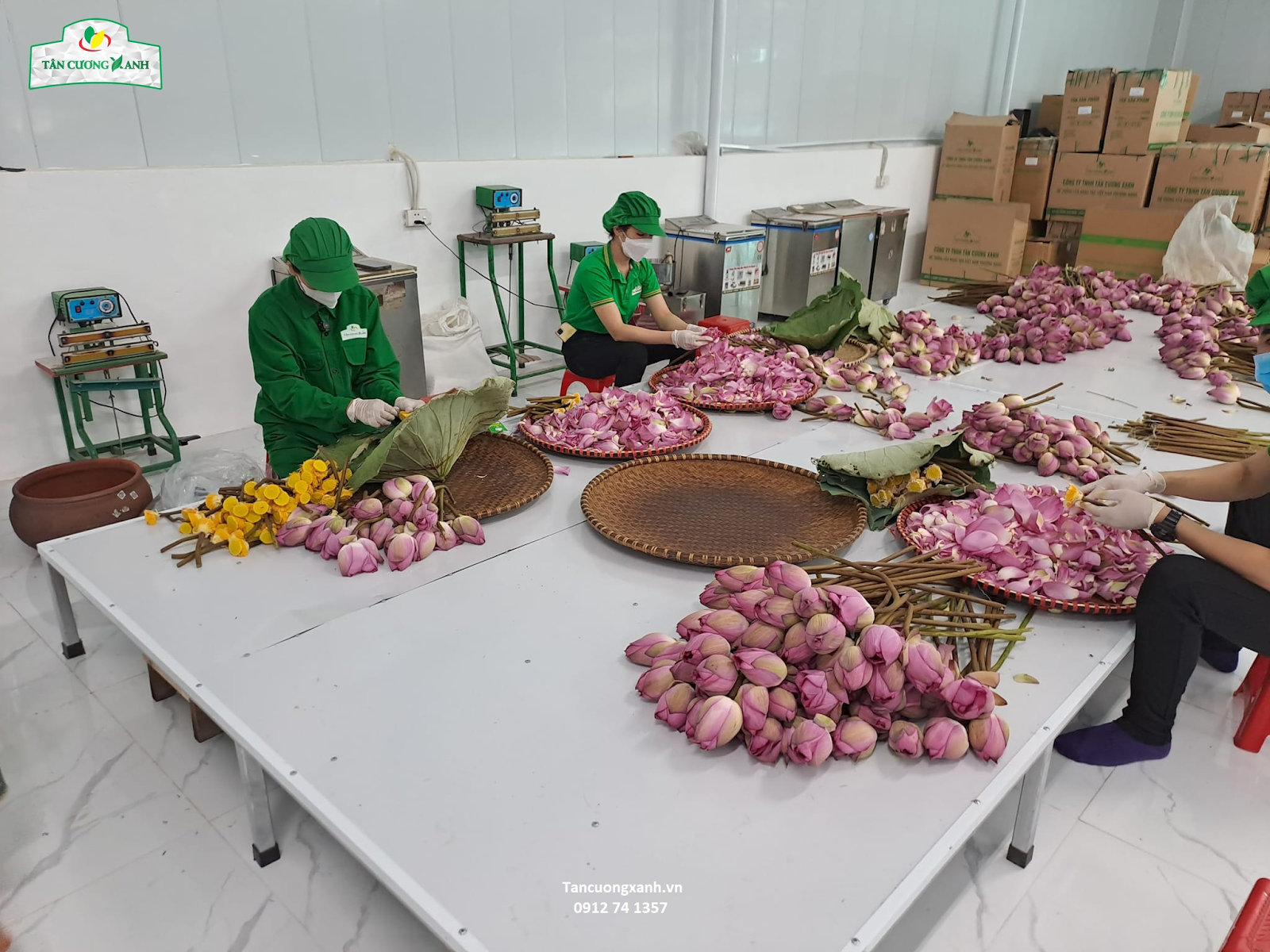 Trà ướp sen – Hương sen thanh khiết, vị trà đậm đà