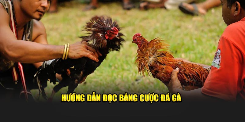 Hướng dẫn đọc bảng cược đá gà