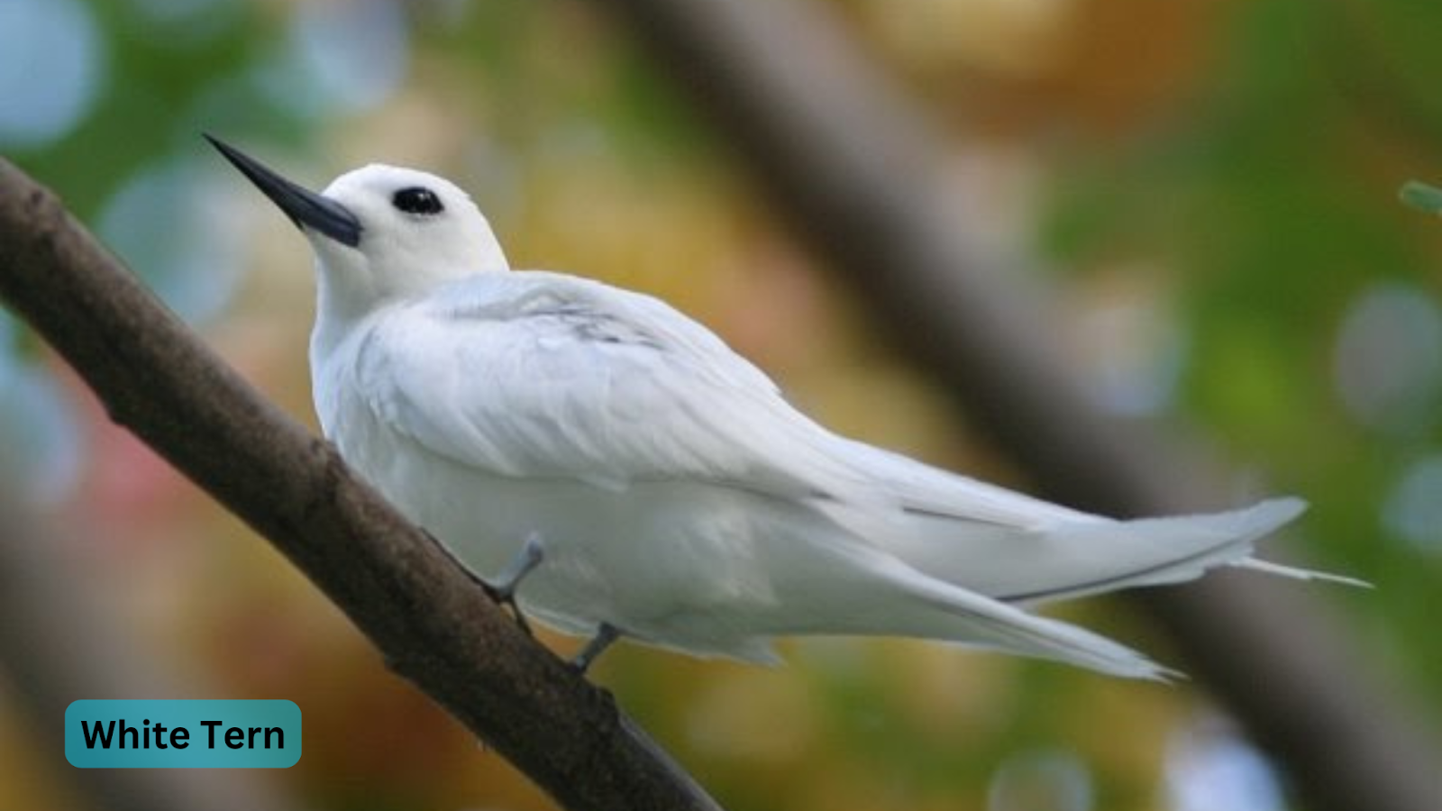 White Tern