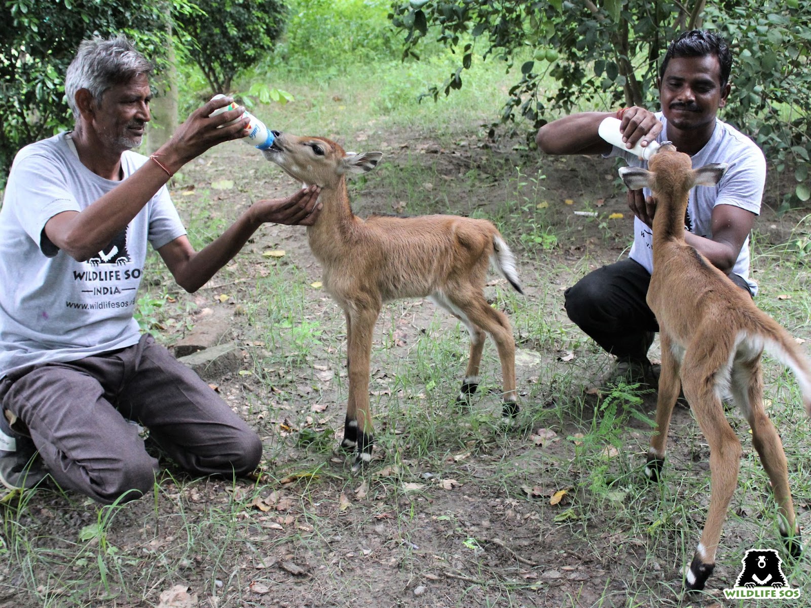 Nilgai calves rescued after the demise of mother antelope right after birth 