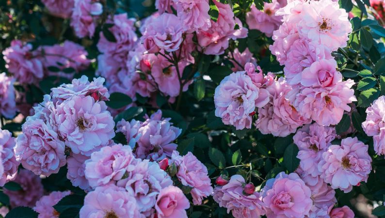 Close up view of rose bush: When is the Best Time to Prune Roses in Summer?