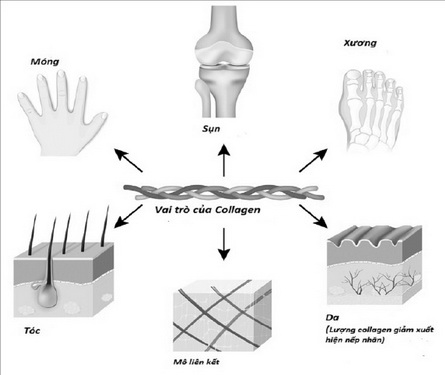 Collagen có nhiều tác dụng với các bộ phận trên cơ thể.