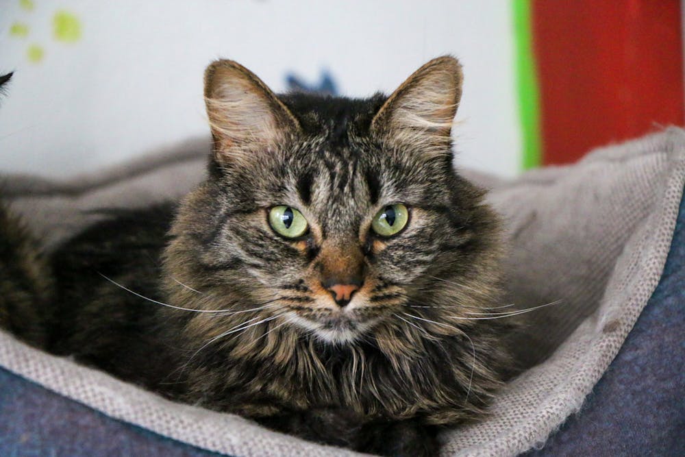 A Cat in a Cat Bed
