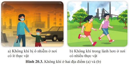 BÀI 20. VAI TRÒ CỦA THỰC VẬT TRONG ĐỜI SỐNG VÀ TRONG TỰ NHIÊN