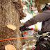 Efficient Tree Trunk Solutions: CT's Premier Service