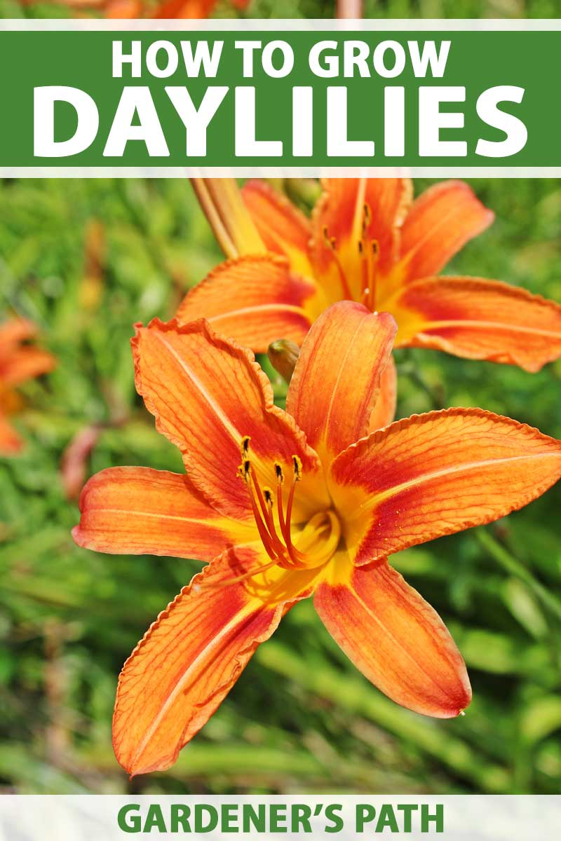 Planting Daylilies: A Step-by-Step Guide