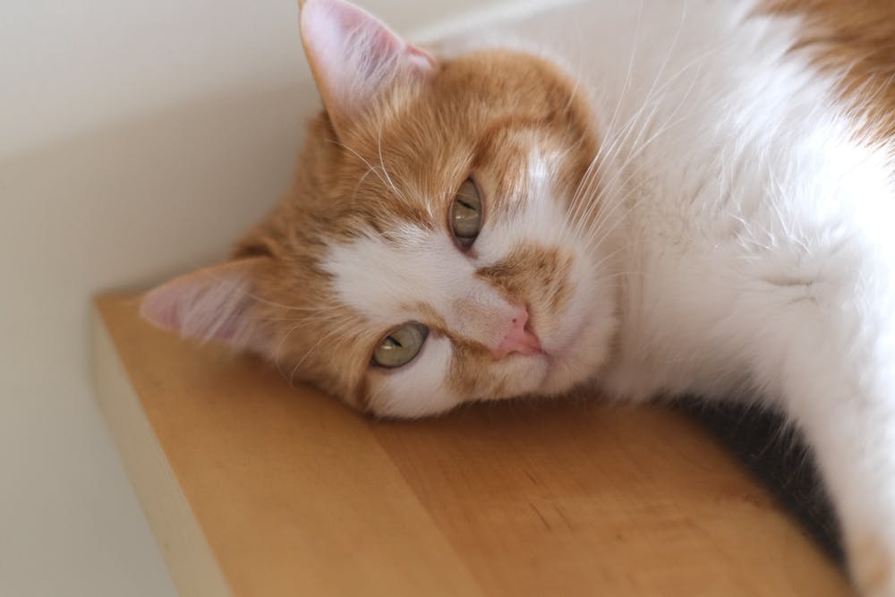 Close-Up Shot of a Tabby Cat Lying Down