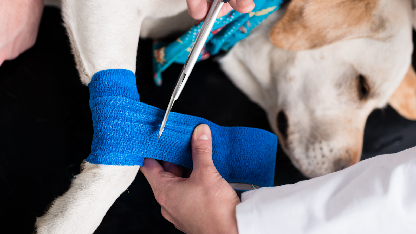 common dog grooming injuries