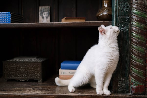 Bookshelf Blockade 