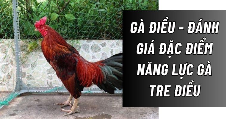 Cùng Daga88 tìm hiểu tất cả thông tin về giống gà điều 