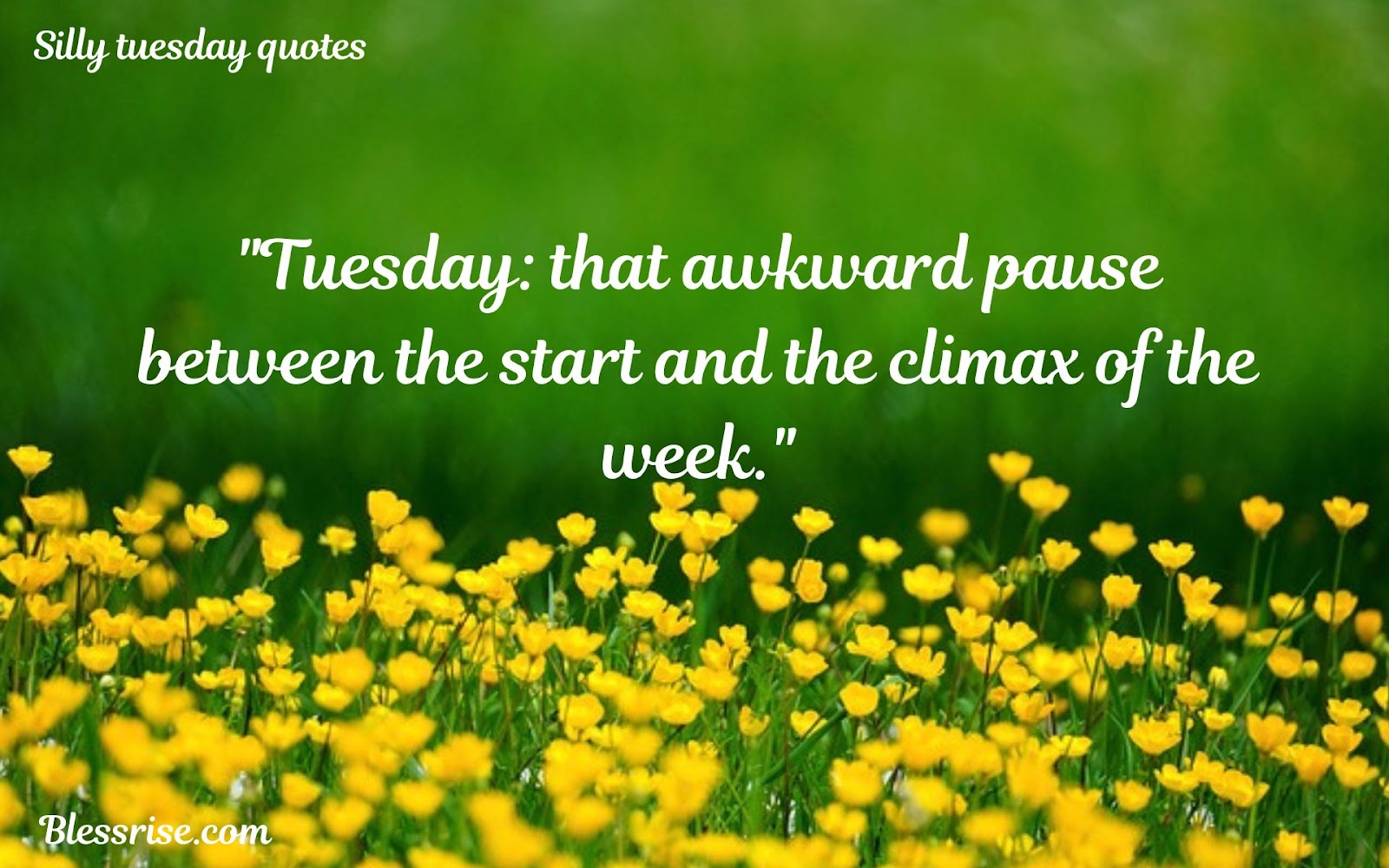 Happy Tuesday Quotes
