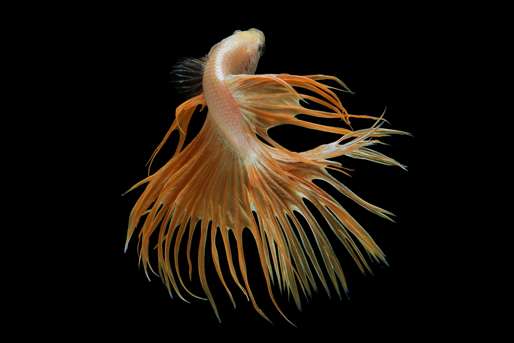 How long do crowntail betta fish live?