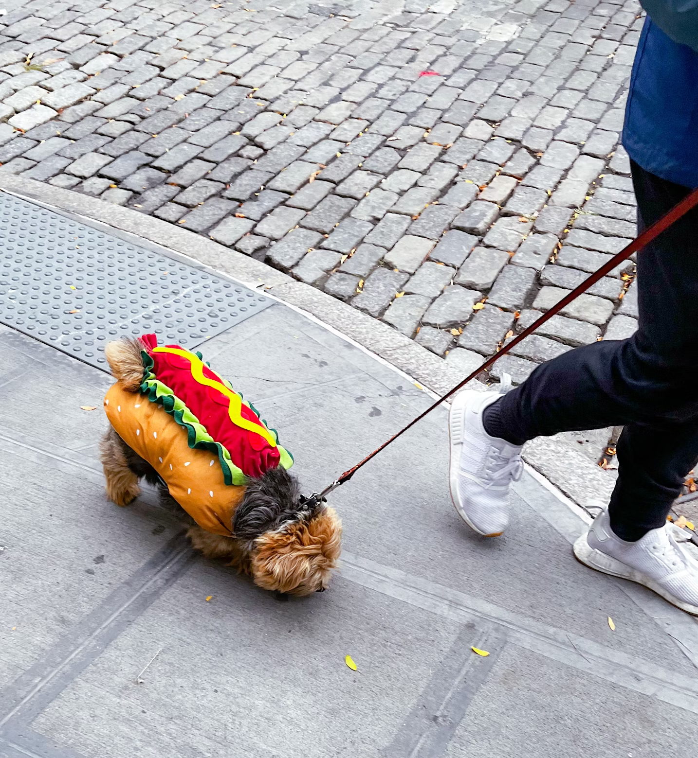 Estos disfraces de Halloween para perro son lo más cute que hemos visto - AD_4nXcJljDSlIB9prFKYl1aatU7yl86JnwMJRbgQpfoBYRV_oB38CkjdpIE7mIKmVnMOhrVMKR7UyTHSfdDWEDD8UNXs55GjjD45zOJ76O2ib6H7wDp0jPh806tgGiLhOJdO4SZO1ekbNHXgaa3pCAl-3fn1IY?key=fjgyxD8C_MTRoTiX6XHfMw