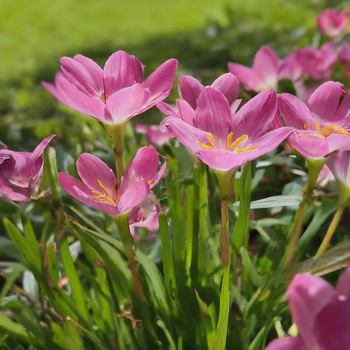 How to Grow Stunning Pinkmusk Flowers: A Comprehensive Guide