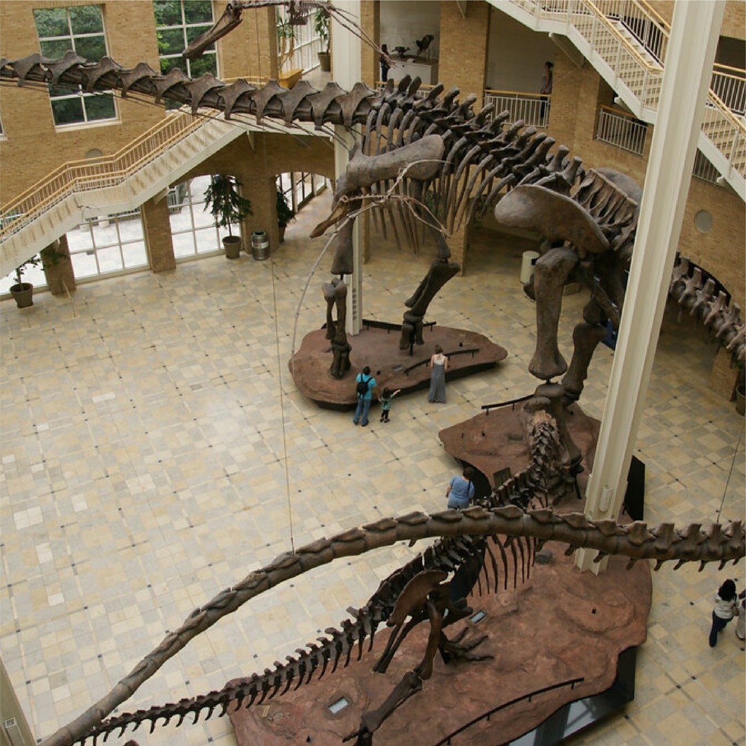 Fernbank Museum of Natural History