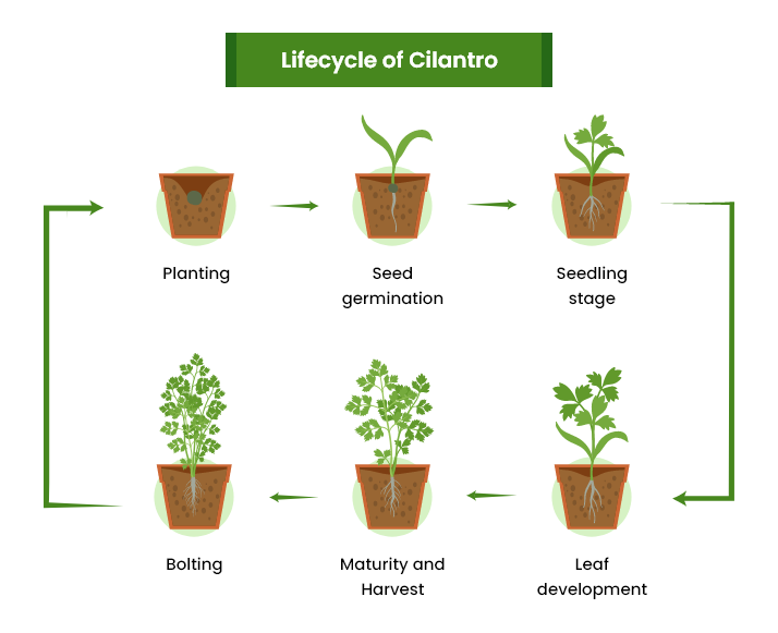 Growth Stages