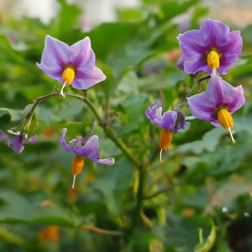 Additional Tips for Growing Nightshade Flowers