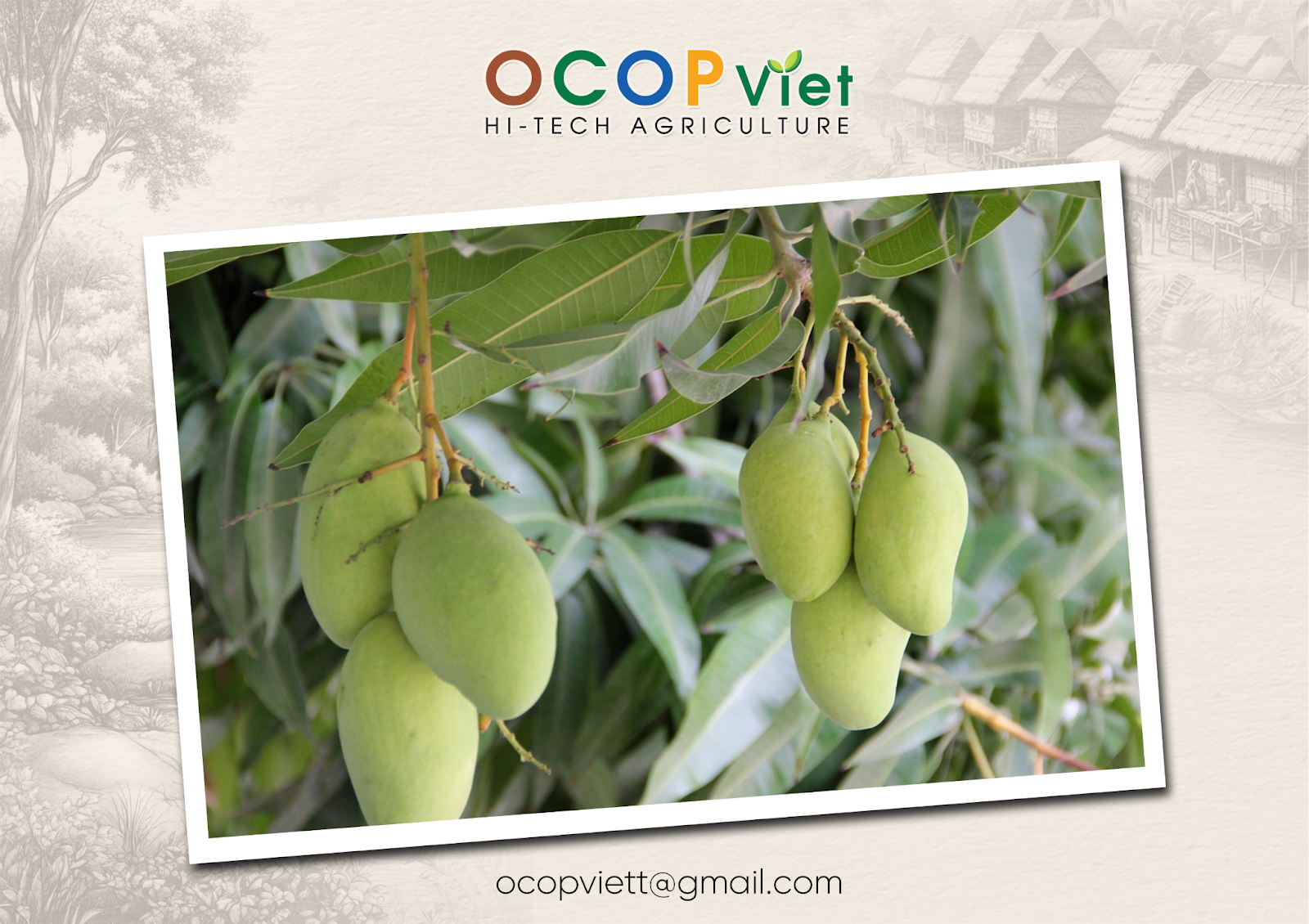 ăn xoài có tốt không