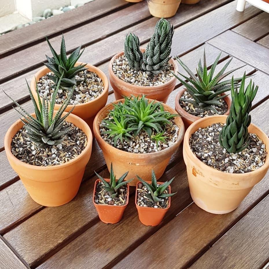 Various Types of Succulent Plants