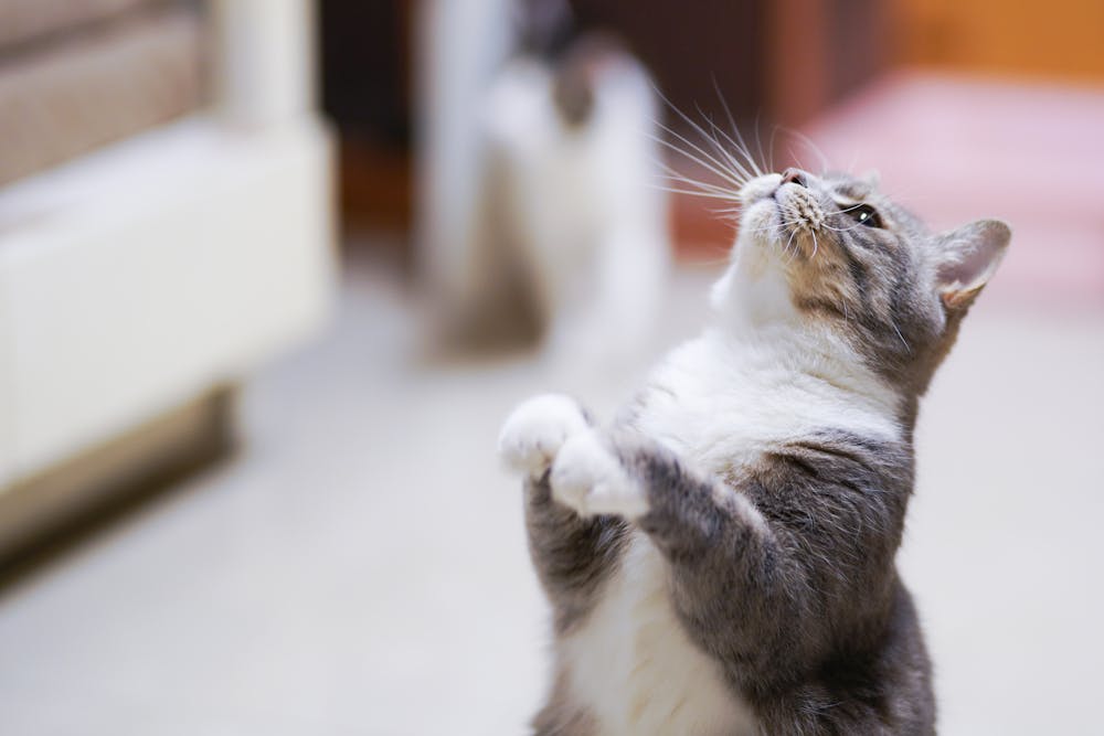 Close-Up Photo of Cat Looking Up