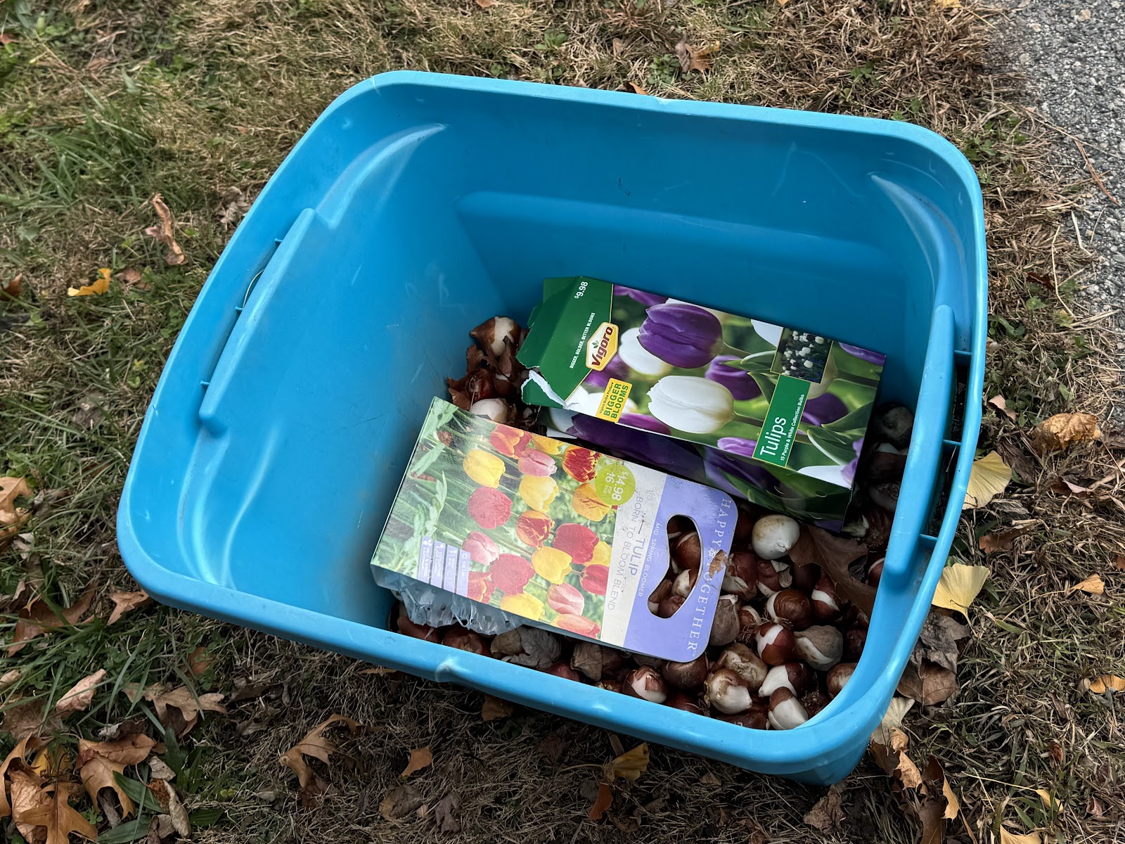 image of a bucket with flower bulbs getting ready to plant