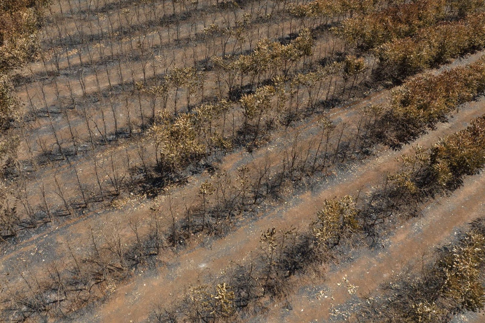 Cenário de lavoura destruída após queimadas, somado ao déficit hídrico. 