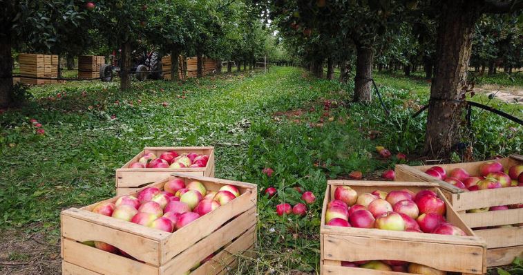 Fresh harvested apples in a wooden crates in an orchard image