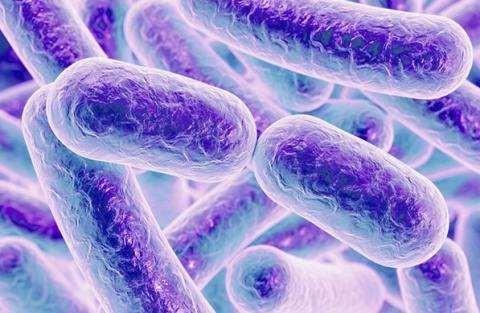 visuel_bacterie_9.jpg
